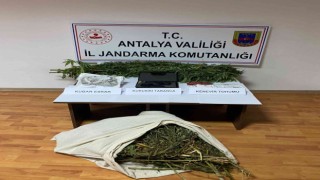 Antalyada evinin bahçesindeki serada kenevir yetiştiren şahıs yakalandı