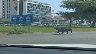 Antalyada firari kurbanlıklar bayramı beklemedi