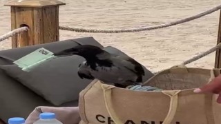 Antalyada karganın çantadan euro hırsızlığı gülümsetti