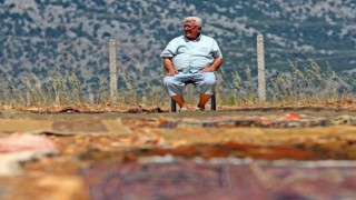 Antalyada tarlalarda milyonluk organik halı nöbeti