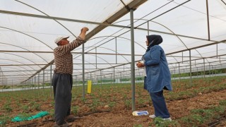 Antalyada üreticilere beyazsinekle mücadele için renkli yapışkan verildi