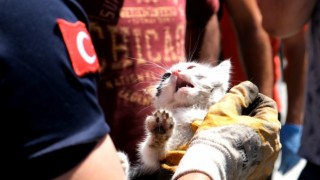 Arabanın kapısına sıkışan yavru kediyi itfaiye kurtardı