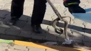 Aracın motor kısmına giren yılan itfaiye tarafından çıkarıldı