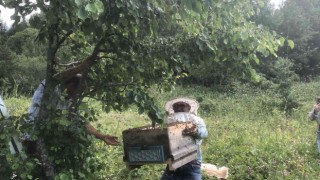 Artvinde yavru arı bereketi