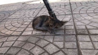 Asansör boşluğunda mahsur kalan kedi kurtarıldı
