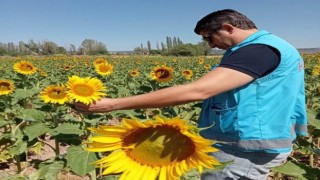 Aslanapada ayçiçeği ekili alanlarda hastalık zararlı ve fenolojik gözlem kontrolleri