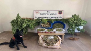 Ayakkabı kutularındaki esrarı dedektör köpek buldu