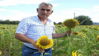 Ayçiçeği hasadına haftalar kala Prof. Dr. Kaya, Yeşil ot canavarı diyerek büyük tehlikeye ve verim kaybına dikkat çekti