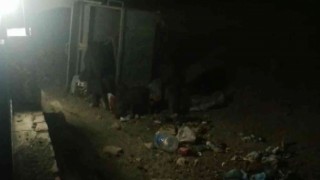 Aydında domuzlar tatil sitesini bastı