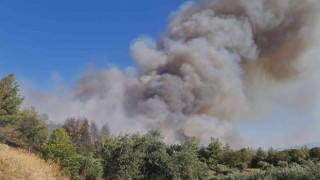 Aydında orman yangınına havadan ve karadan müdahale ediliyor