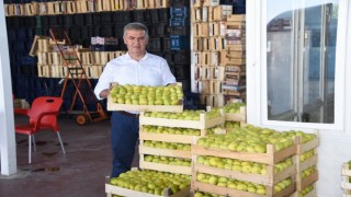 Aydında taze incirde hasat sezonu başladı