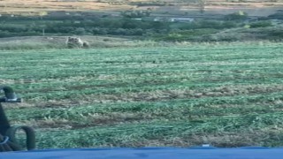 Ayı tarlaya indi, o kornayla uzaklaştırdı