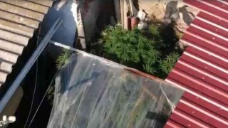 Bahçede sebze yerine kenevir yetiştirmiş