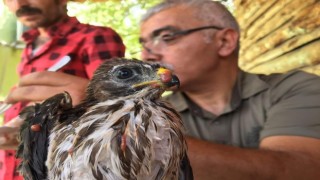 Bakımı yapılan şahin yavrusu tekrar doğaya bırakıldı