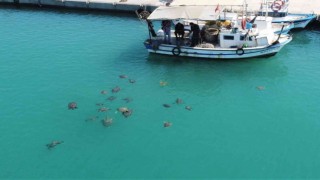 Balıkçıların dostu caretta carettalar döndü, bu kez kat kat fazla