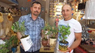 Balıkesirde bodur zeytin ağaçları hediyelikler arasına girdi
