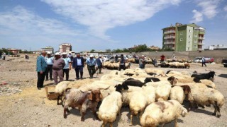 Başkan Akman, kurban satış noktalarını ziyaret etti