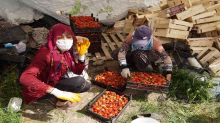 Batmanda 80 üreticiye hibeli çilek bahçesi kurulum desteği verilecek