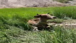 Batmanda bataklığa saplanan inek vatandaş ve itfaiye ekiplerinin yardımıyla kurtarıldı
