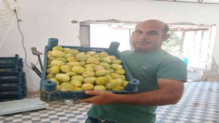 Beyaz incirde 30 bin ton rekolte bekleniyor