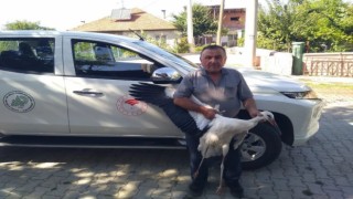 Beyşehirde yaralı bulunan leylek koruma altına alındı
