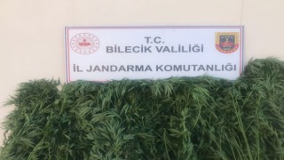 Bilecikte 116 kök kenevir bitkisi ele geçirildi