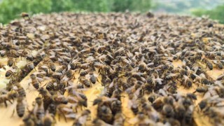 Bingöl bal arısı ile hem arı ölümlerinin önüne geçilecek hem de kalite artacak