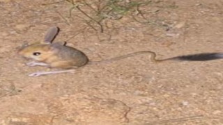 Bingölde IUCNnin kırmızı listesinde bulunan Arap tavşanı görüldü