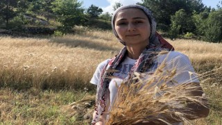 Binlerce yıllık geçmişi olan siyez buğdayını Kozanda yetiştirdi