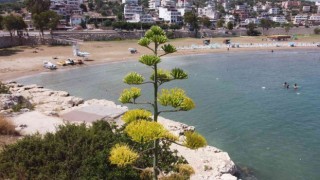 Bir ayda 5 metre uzamıştı, 60 yıl sonra çiçek açtı