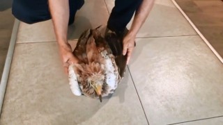 Bitkin halde bulunan kızıl akbaba, ekiplere teslim edildi