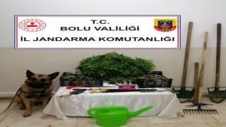 Boluda, 350 kök kenevir yakalandı: 2 gözaltı