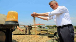 Boş araziden 20 ton buğday hasat edildi