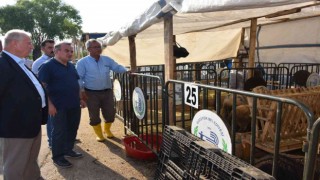 Bozüyük Belediyesi hayvan pazarı bayrama hazır