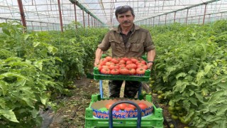 Burdur yaylalarında domates hasadı başladı