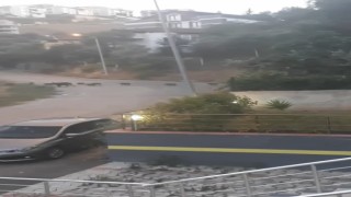 Bursada aç kalan domuz sürüsü şehir merkezine indi