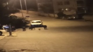 Bursada aç kalan domuzlar şehir merkezine indi
