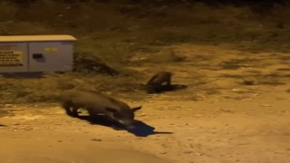 Bursada aç kalan domuzlar şehir merkezine indi