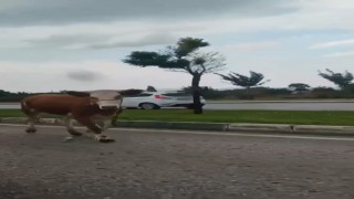 Bursada kaçan kurbanlıklar trafiği birbirine kattı