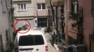 Bursada kaçan kurbanlıklar vatandaşlara zor anlar yaşattı