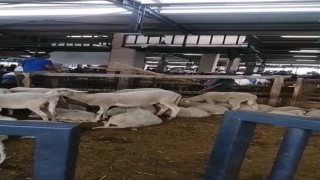 Bursada kavgada kurban pazarı savaş alanına döndü