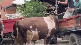 Bursada öfkeli boğayı zor zapt ettiler
