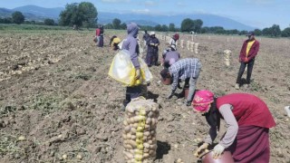 Bursada patates hasadı başladı... Tarlada kilogramı 7.5 lira
