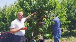 Bursada şeftali hasadı başladı: 40 bin ton rekolte bekleniyor