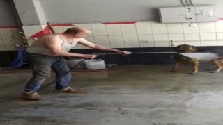 Bursada sıcaktan bunalan köpek böyle serinletildi