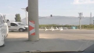 Bursada yola çıkan kazlar nedeniyle şehirlerarası yolda trafik durdu