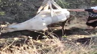 Çamura saplanan ineği VEDAŞ ekipleri kurtardı