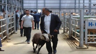 Canlı hayvan pazarında Kurban Bayramı öncesi yoğunluk arttı