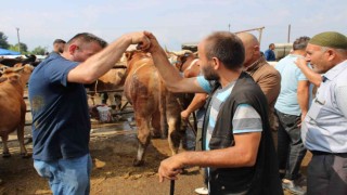 Canlı hayvan pazarında Kurban Bayramı öncesi yoğunluk arttı