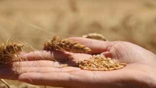 Çiftçilere buğday için kg başına 1 TL, arpa için 0,50 TL prim desteği ödenecek